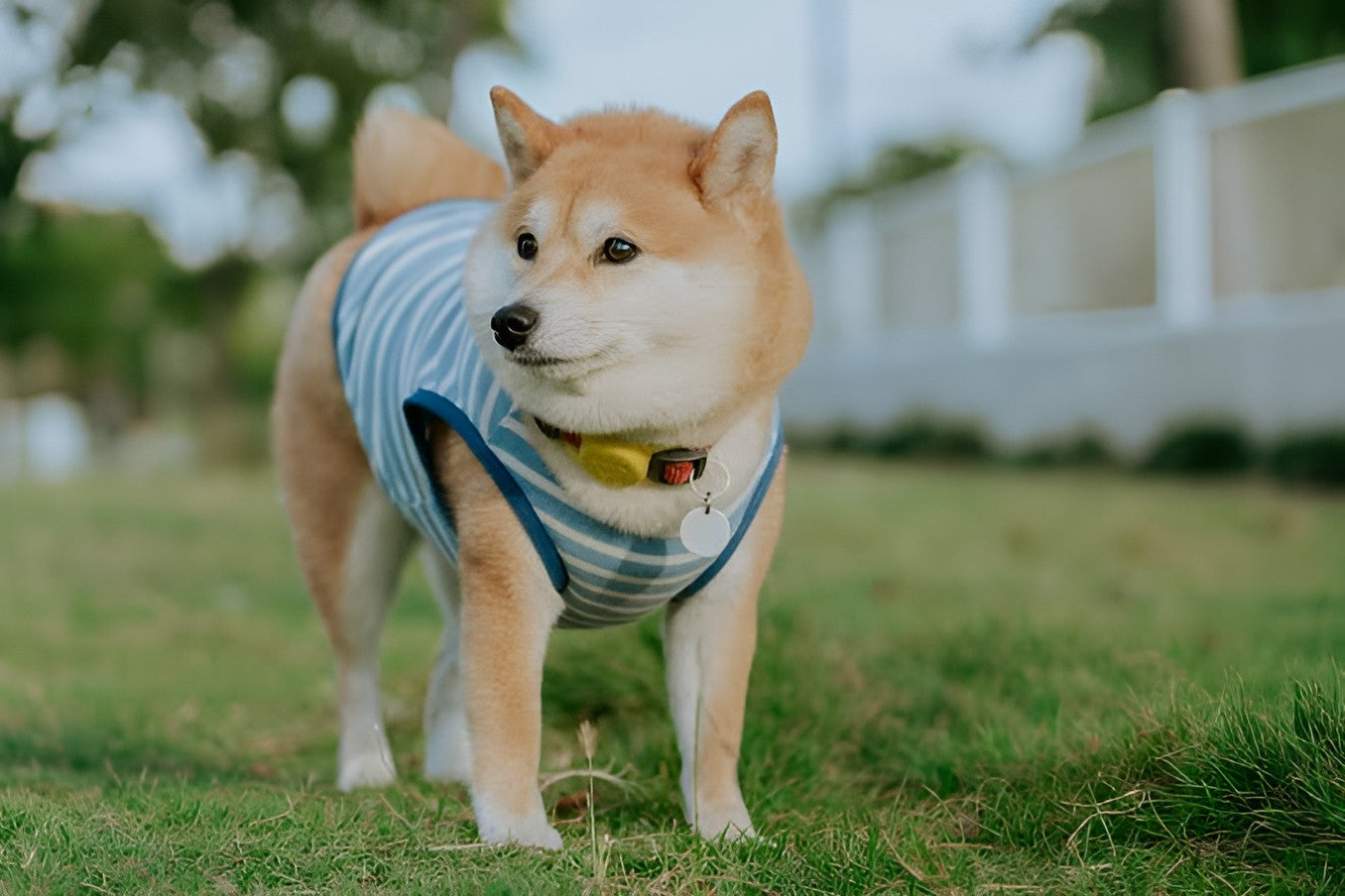 Cute Pet Wear For Every Day