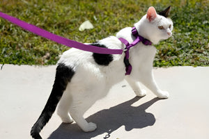 Reliable Pet Leashes For Daily Walks